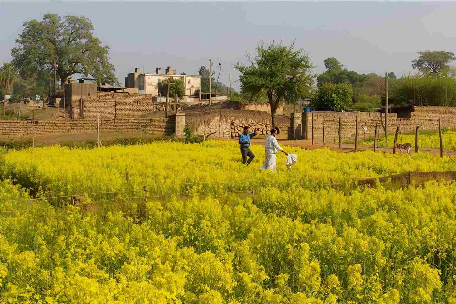 How to Reach Naultha Village in Haryana